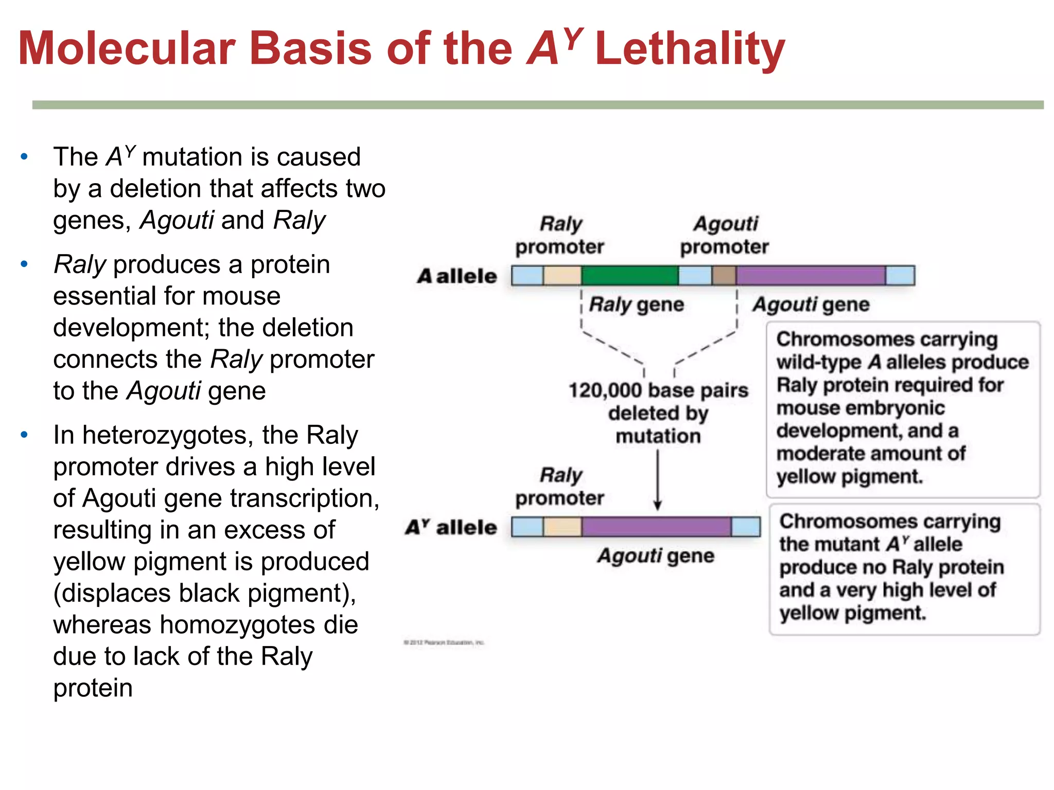 Molecular Basis of the AY Lethality
• The AY mutation is caused
by a deletion that affects two
genes, Agouti and Raly
• Raly produces a protein
essential for mouse
development; the deletion
connects the Raly promoter
to the Agouti gene
• In heterozygotes, the Raly
promoter drives a high level
of Agouti gene transcription,
resulting in an excess of
yellow pigment is produced
(displaces black pigment),
whereas homozygotes die
due to lack of the Raly
protein

 
