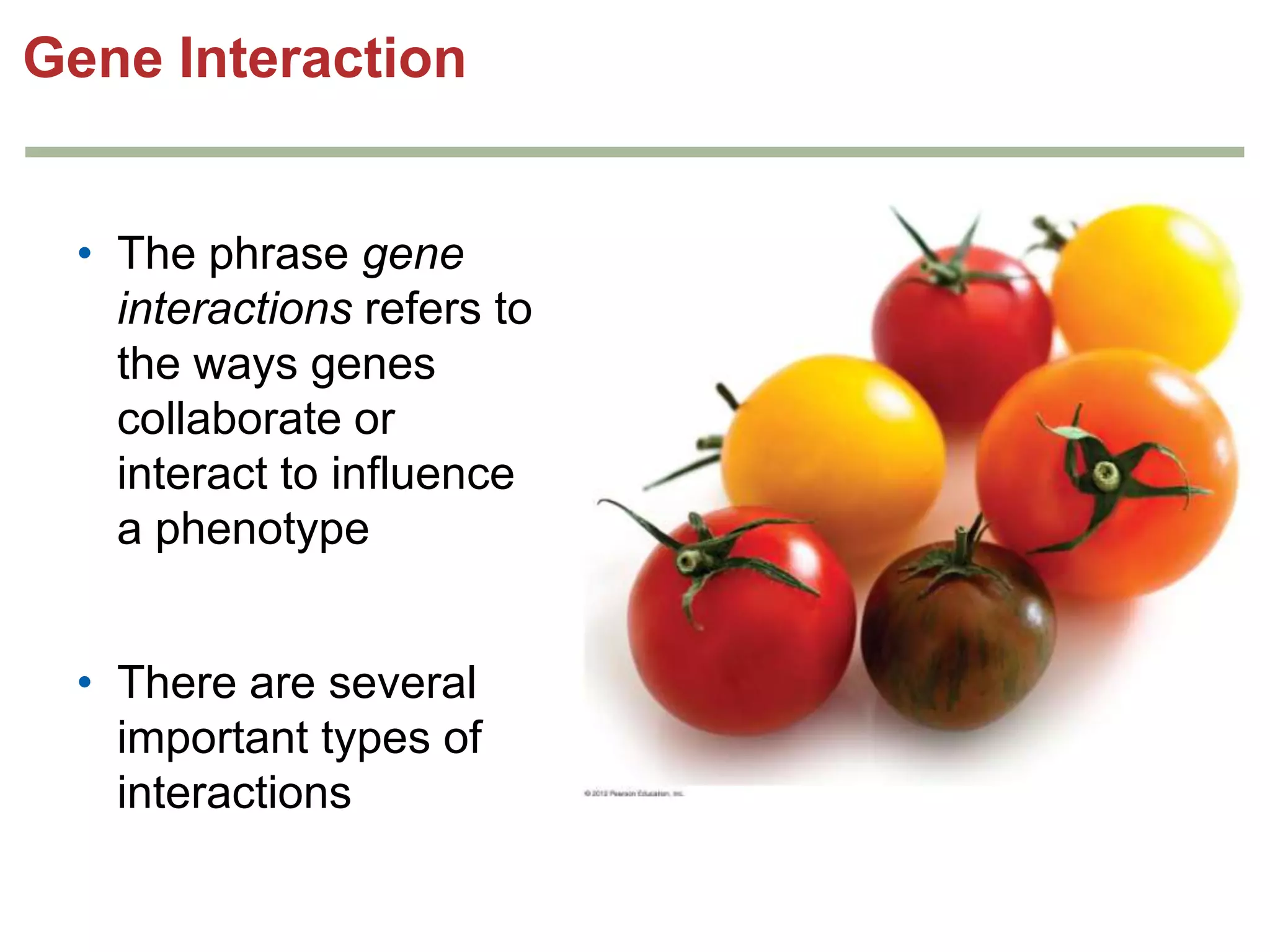 Gene Interaction
• The phrase gene
interactions refers to
the ways genes
collaborate or
interact to influence
a phenotype
• There are several
important types of
interactions

 