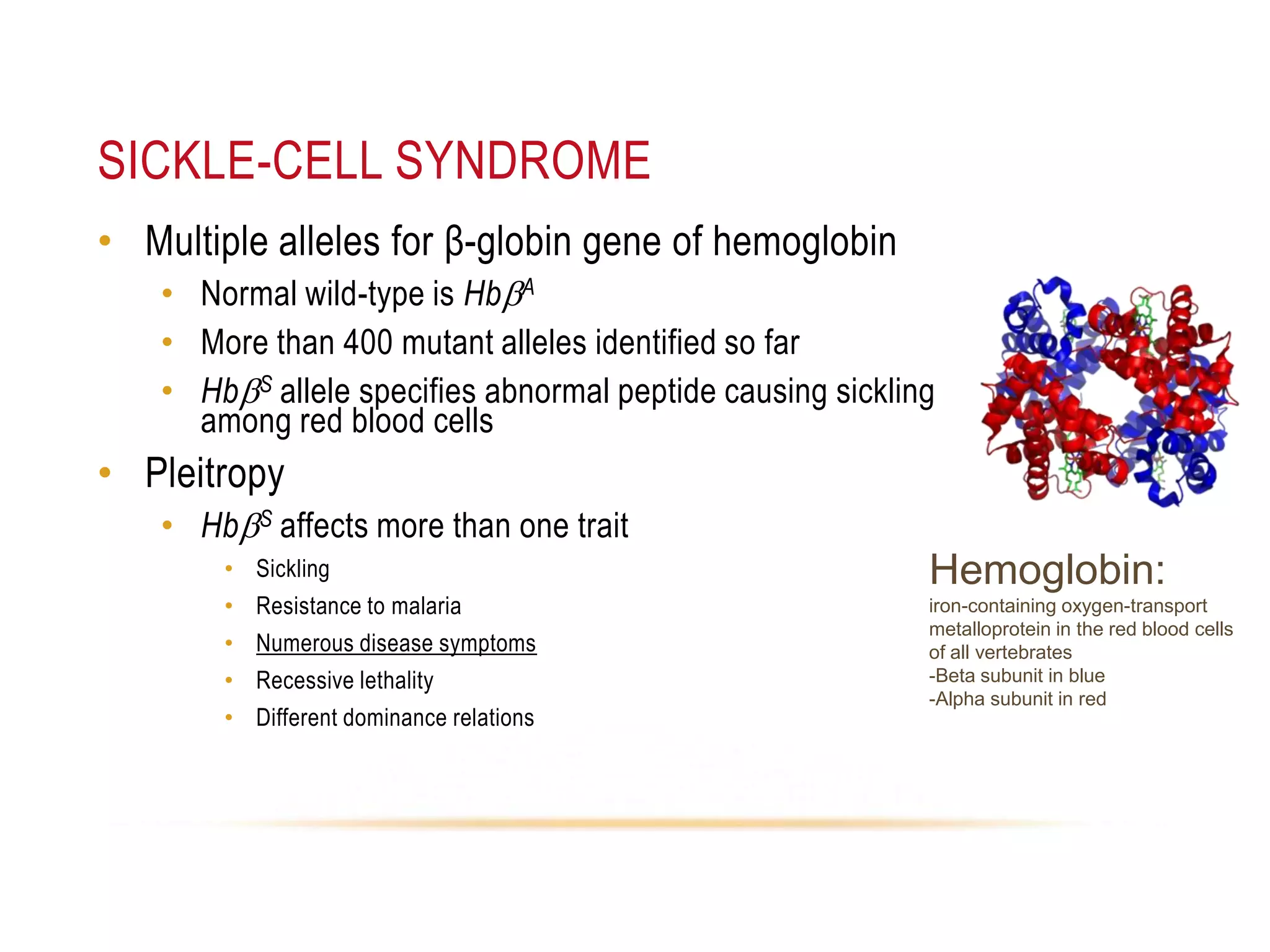 SICKLE-CELL SYNDROME
• Multiple alleles for β-globin gene of hemoglobin
• Normal wild-type is HbbA
• More than 400 mutant alleles identified so far
• HbbS allele specifies abnormal peptide causing sickling
among red blood cells

• Pleitropy
• HbbS affects more than one trait
• Sickling
• Resistance to malaria
• Numerous disease symptoms
• Recessive lethality
• Different dominance relations

Hemoglobin:
iron-containing oxygen-transport
metalloprotein in the red blood cells
of all vertebrates
-Beta subunit in blue
-Alpha subunit in red

 