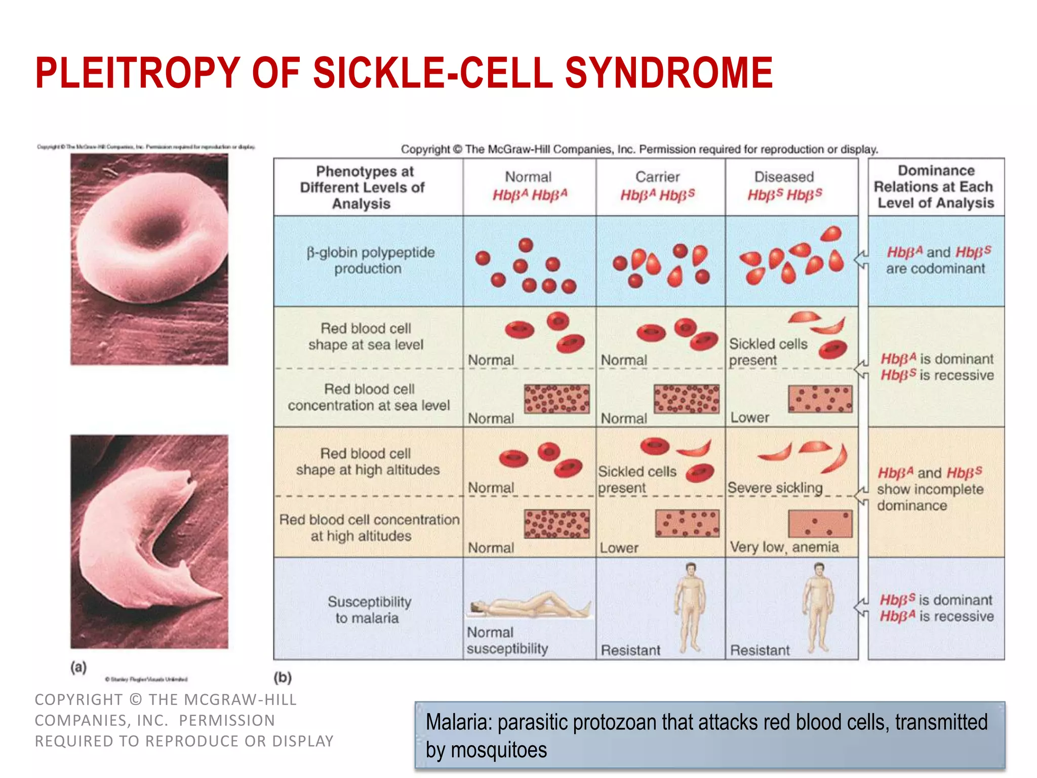 PLEITROPY OF SICKLE-CELL SYNDROME

COPYRIGHT © THE MCGRAW-HILL
COMPANIES, INC. PERMISSION
REQUIRED TO REPRODUCE OR DISPLAY

Malaria: parasitic protozoan that attacks red blood cells, transmitted
by mosquitoes

 