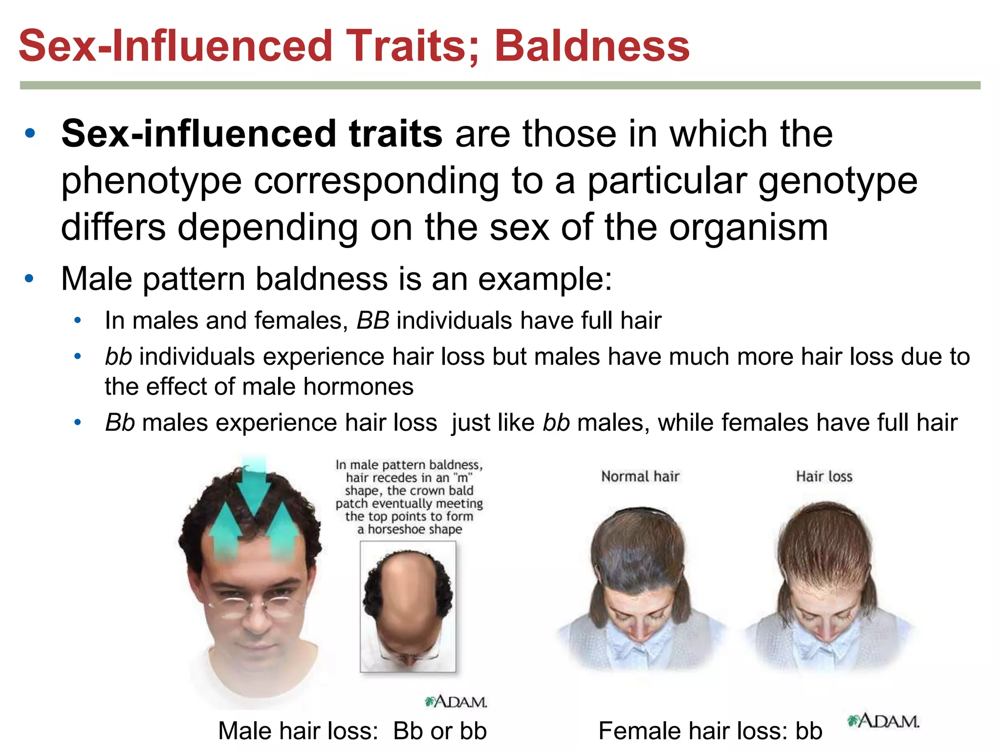 Sex-Influenced Traits; Baldness
• Sex-influenced traits are those in which the
phenotype corresponding to a particular genotype
differs depending on the sex of the organism
• Male pattern baldness is an example:
• In males and females, BB individuals have full hair
• bb individuals experience hair loss but males have much more hair loss due to
the effect of male hormones
• Bb males experience hair loss just like bb males, while females have full hair

Male hair loss: Bb or bb

Female hair loss: bb

 