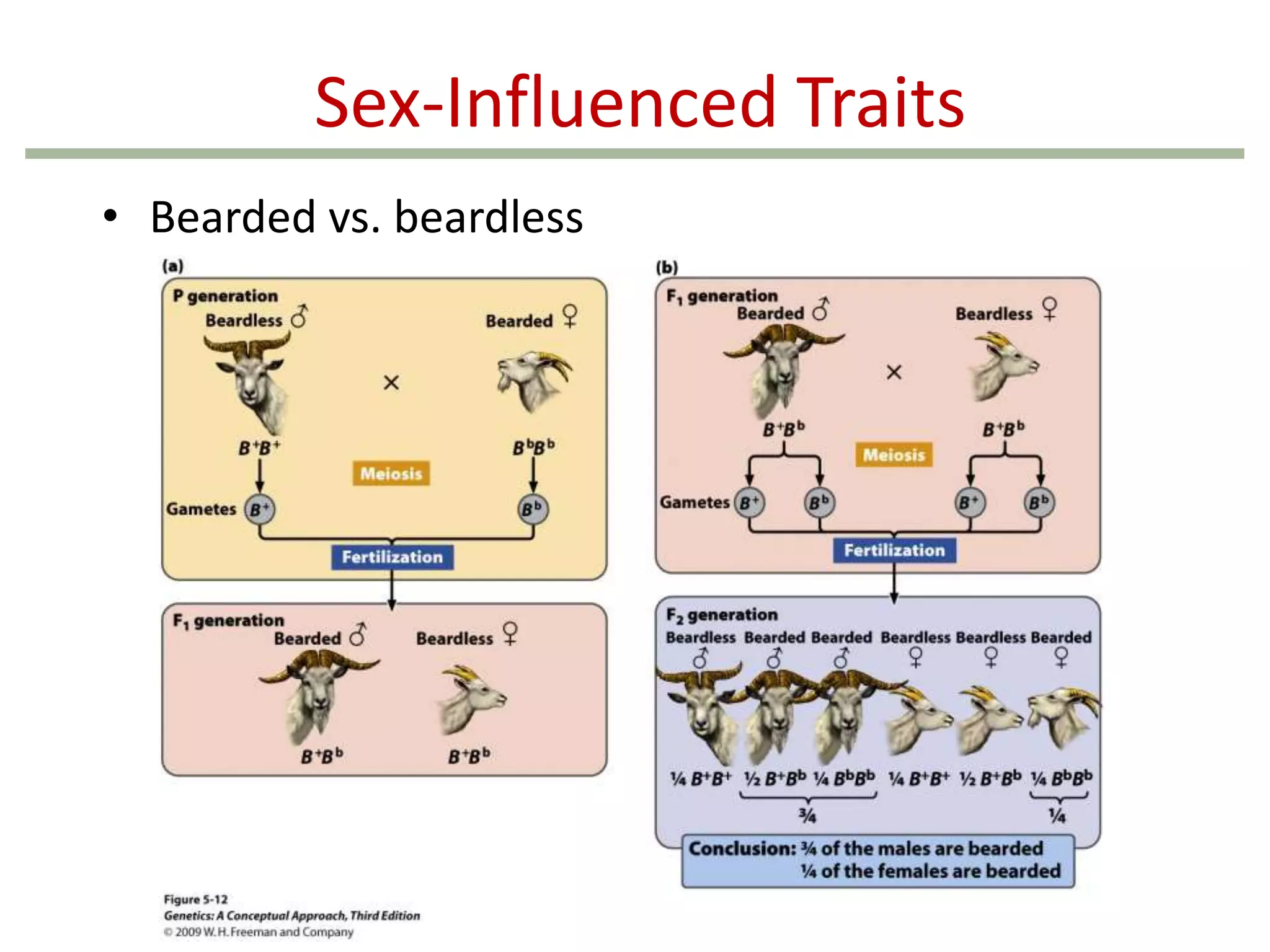 Sex-Influenced Traits
• Bearded vs. beardless

 