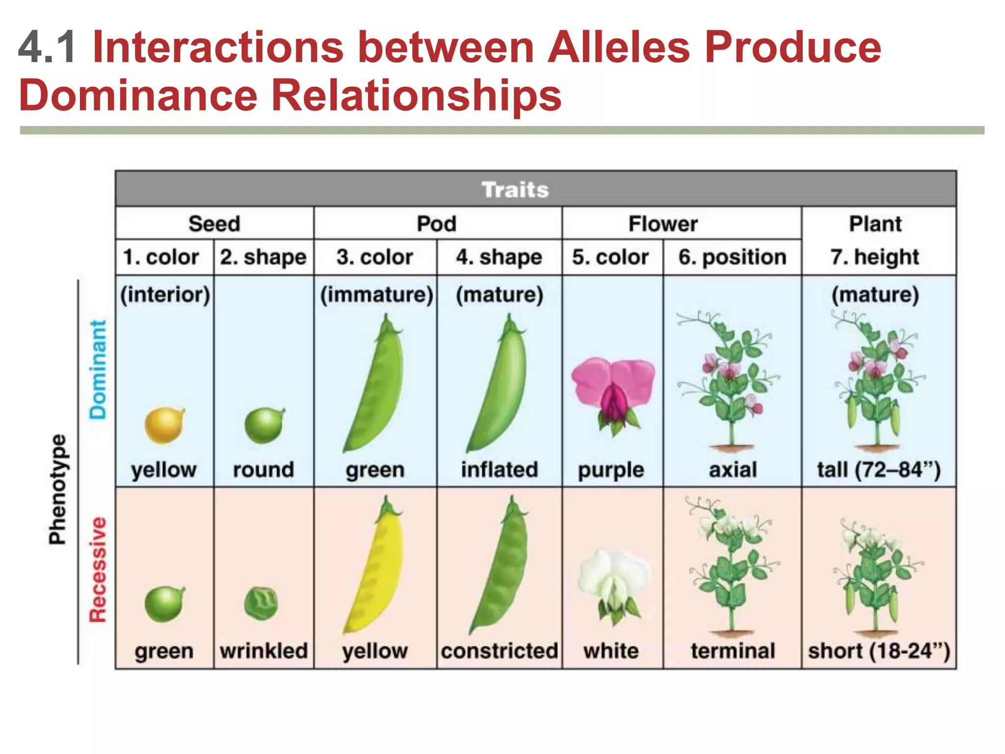 4.1 Interactions between Alleles Produce
Dominance Relationships

 