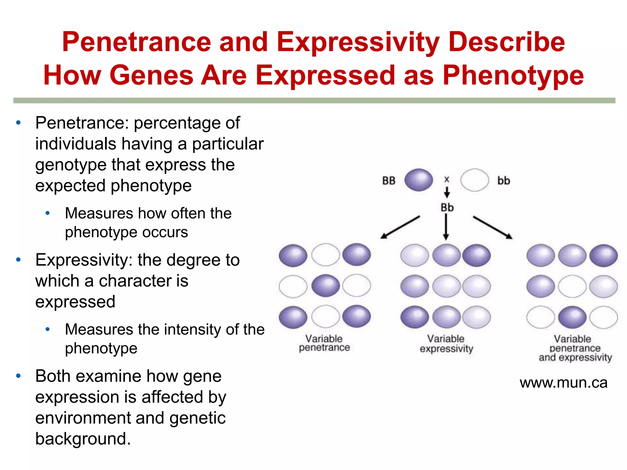 Penetrance and Expressivity Describe
How Genes Are Expressed as Phenotype
• Penetrance: percentage of
individuals having a particular
genotype that express the
expected phenotype
• Measures how often the
phenotype occurs

• Expressivity: the degree to
which a character is
expressed
• Measures the intensity of the
phenotype

• Both examine how gene
expression is affected by
environment and genetic
background.

www.mun.ca

 