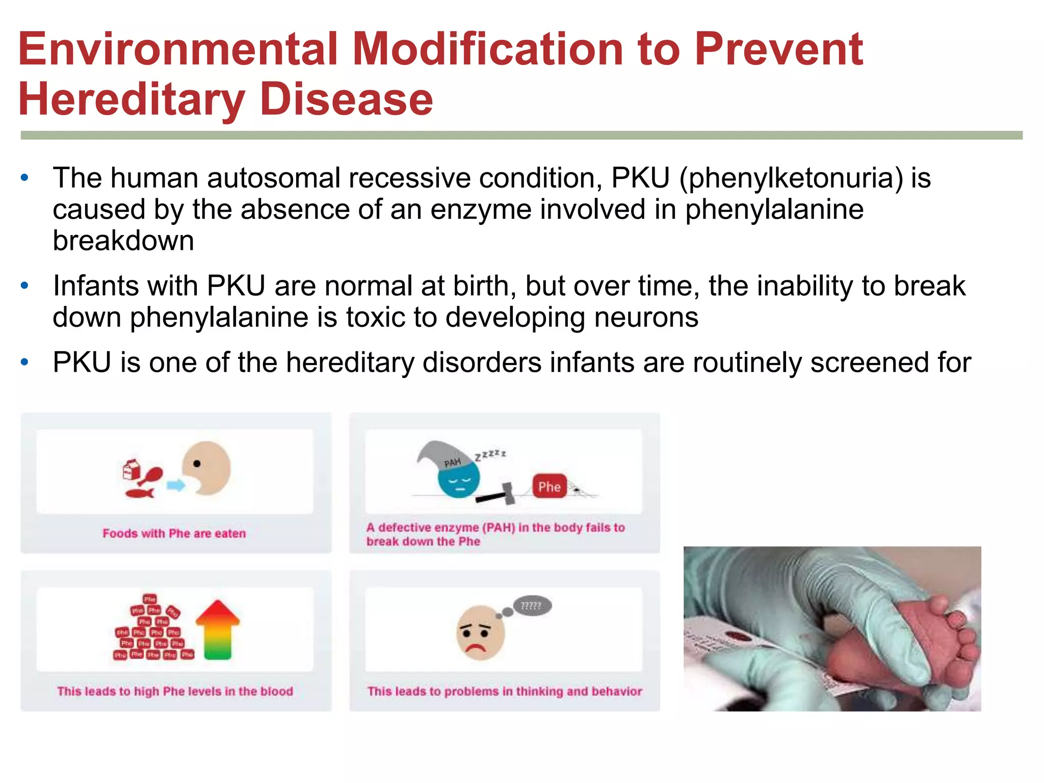 Environmental Modification to Prevent
Hereditary Disease
• The human autosomal recessive condition, PKU (phenylketonuria) is
caused by the absence of an enzyme involved in phenylalanine
breakdown
• Infants with PKU are normal at birth, but over time, the inability to break
down phenylalanine is toxic to developing neurons
• PKU is one of the hereditary disorders infants are routinely screened for

 