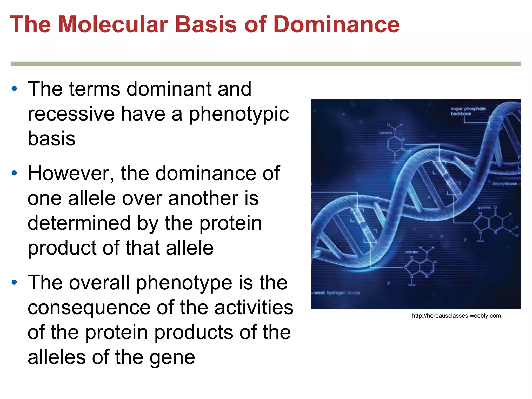 The Molecular Basis of Dominance
• The terms dominant and
recessive have a phenotypic
basis
• However, the dominance of
one allele over another is
determined by the protein
product of that allele

• The overall phenotype is the
consequence of the activities
of the protein products of the
alleles of the gene

http://hereausclasses.weebly.com

 
