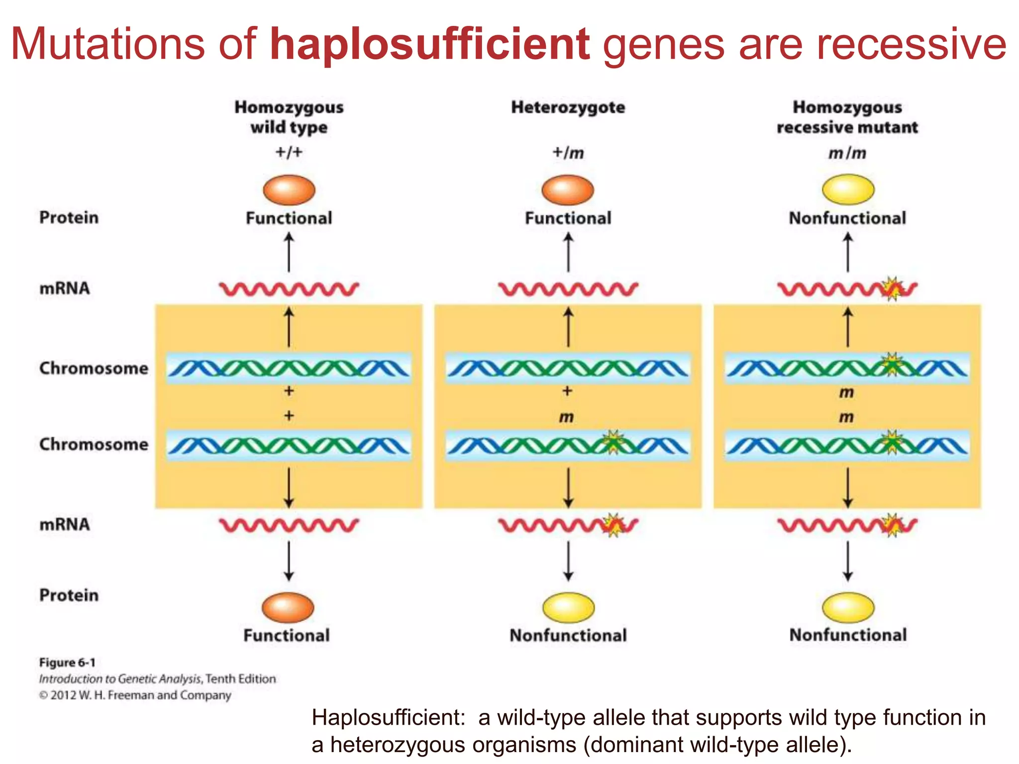 Mutations of haplosufficient genes are recessive

Haplosufficient: a wild-type allele that supports wild type function in
a heterozygous organisms (dominant wild-type allele).

 