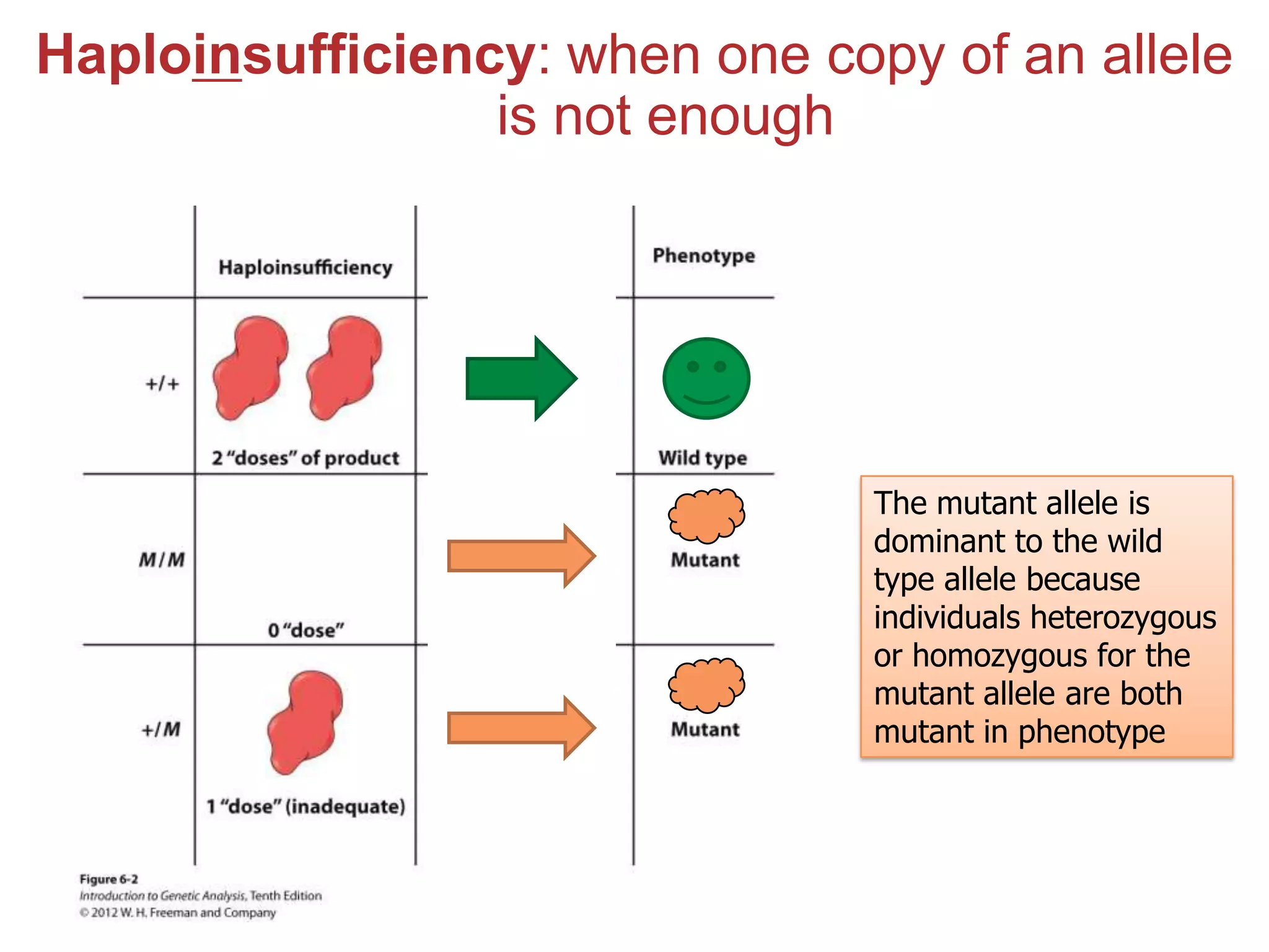 Haploinsufficiency: when one copy of an allele
is not enough

The mutant allele is
dominant to the wild
type allele because
individuals heterozygous
or homozygous for the
mutant allele are both
mutant in phenotype

 