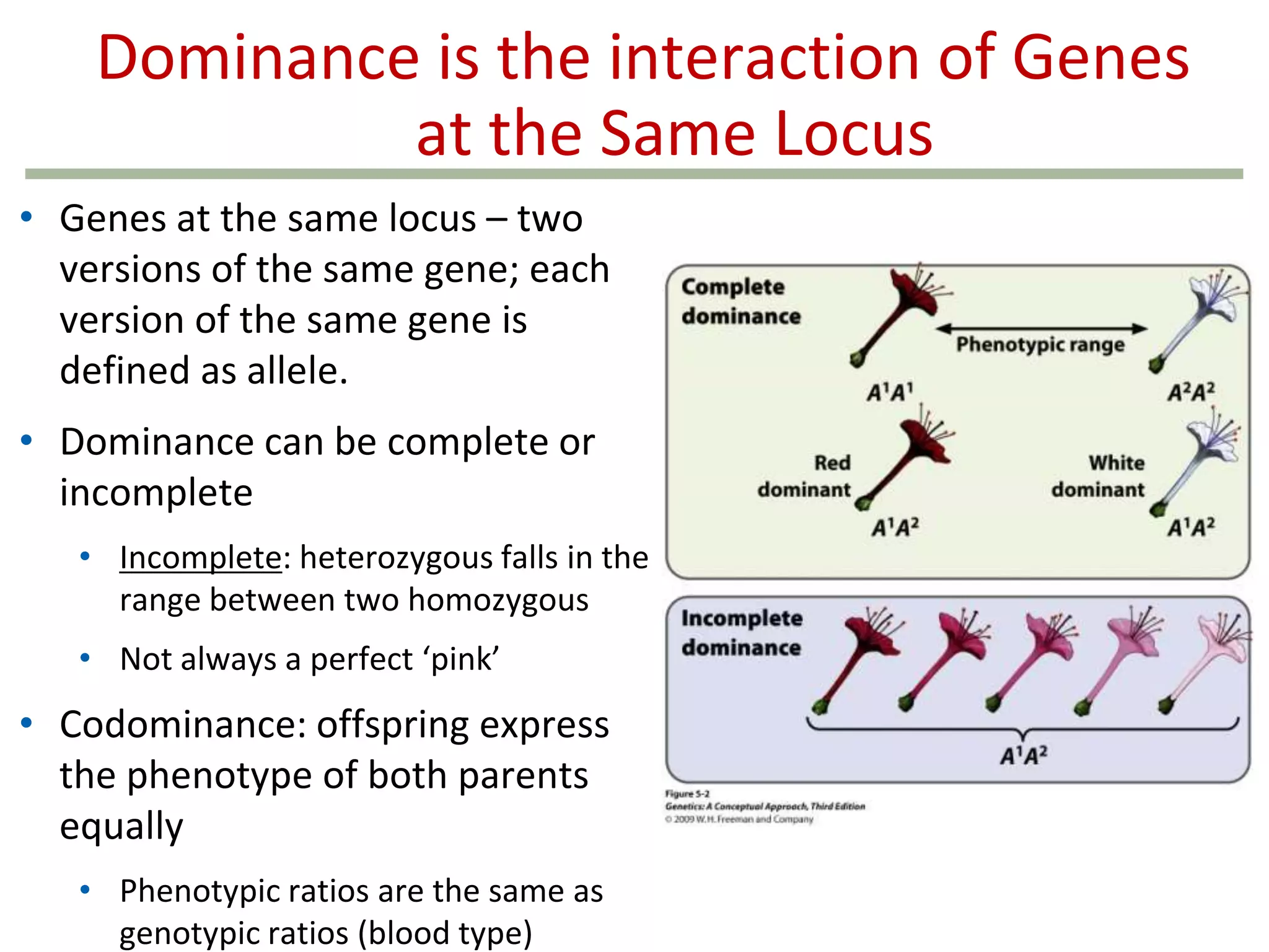 Dominance is the interaction of Genes
at the Same Locus
• Genes at the same locus – two
versions of the same gene; each
version of the same gene is
defined as allele.
• Dominance can be complete or
incomplete
• Incomplete: heterozygous falls in the
range between two homozygous
• Not always a perfect ‘pink’

• Codominance: offspring express
the phenotype of both parents
equally
• Phenotypic ratios are the same as
genotypic ratios (blood type)

 