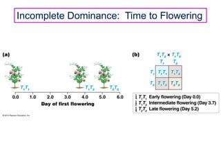 Incomplete Dominance: Time to Flowering

 