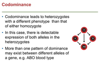 Codominance
• Codominance leads to heterozygotes
with a different phenotype than that
of either homozygote
• In this case, there is detectable
expression of both alleles in the
heterozygotes
• More than one pattern of dominance
may exist between different alleles of
a gene, e.g. ABO blood type

 
