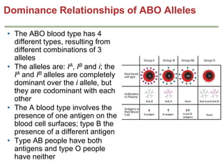 Dominance Relationships of ABO Alleles
• The ABO blood type has 4
different types, resulting from
different combinations of 3
alleles
• The alleles are: IA, IB and i; the
IA and IB alleles are completely
dominant over the i allele, but
they are codominant with each
other
• The A blood type involves the
presence of one antigen on the
blood cell surfaces; type B the
presence of a different antigen
• Type AB people have both
antigens and type O people
have neither

 