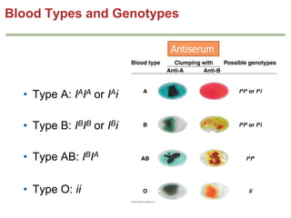 Blood Types and Genotypes
Antiserum

• Type A: IAIA or IAi

• Type B: IBIB or IBi
• Type AB: IBIA
• Type O: ii

 