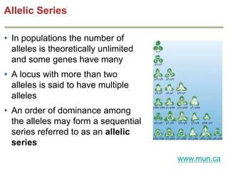 Allelic Series
• In populations the number of
alleles is theoretically unlimited
and some genes have many
• A locus with more than two
alleles is said to have multiple
alleles
• An order of dominance among
the alleles may form a sequential
series referred to as an allelic
series
www.mun.ca

 