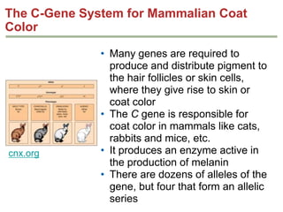 The C-Gene System for Mammalian Coat
Color

cnx.org

• Many genes are required to
produce and distribute pigment to
the hair follicles or skin
cells, where they give rise to skin
or coat color
• The C gene is responsible for
coat color in mammals like
cats, rabbits and mice, etc.
• It produces an enzyme active in
the production of melanin
• There are dozens of alleles of the
gene, but four that form an allelic
series

 