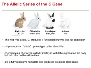 The Allelic Series of the C Gene

• The wild type allele, C, produces a functional enzyme and full coat color
• cch produces a “dilute” phenotype called chinchilla
• ch produces a phenotype called Himalayan with little pigment on the body
but full color on the extremities
• c is a fully recessive null allele and produces an albino phenotype

 