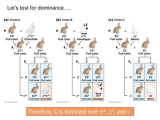 Let’s test for dominance….

Therefore, C is dominant over cch, ch, and c

 