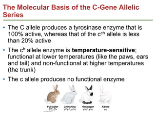 The Molecular Basis of the C-Gene Allelic
Series
• The C allele produces a tyrosinase enzyme that is
100% active, whereas that of the cch allele is less
than 20% active
• The ch allele enzyme is temperature-sensitive;
functional at lower temperatures (like the paws, ears
and tail) and non-functional at higher temperatures
(the trunk)
• The c allele produces no functional enzyme

 