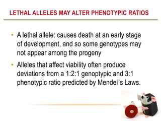 LETHAL ALLELES MAY ALTER PHENOTYPIC RATIOS

• A lethal allele: causes death at an early stage
of development, and so some genotypes may
not appear among the progeny
• Alleles that affect viability often produce
deviations from a 1:2:1 genoptypic and 3:1
phenotypic ratio predicted by Mendel’s Laws.

 