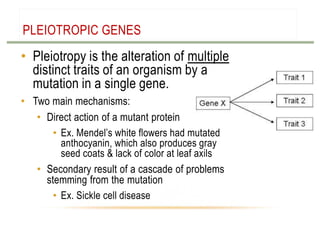 PLEIOTROPIC GENES

• Pleiotropy is the alteration of multiple
distinct traits of an organism by a
mutation in a single gene.
• Two main mechanisms:
• Direct action of a mutant protein
• Ex. Mendel’s white flowers had mutated
anthocyanin, which also produces gray
seed coats & lack of color at leaf axils
• Secondary result of a cascade of problems
stemming from the mutation
• Ex. Sickle cell disease

 