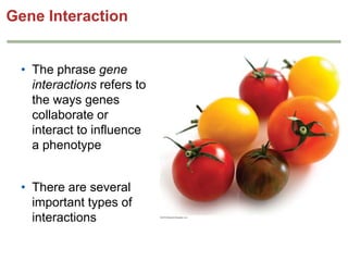 Gene Interaction
• The phrase gene
interactions refers to
the ways genes
collaborate or
interact to influence
a phenotype
• There are several
important types of
interactions

 