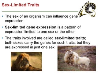 Sex-Limited Traits
• The sex of an organism can influence gene
expression
• Sex-limited gene expression is a pattern of
expression limited to one sex or the other
• The traits involved are called sex-limited traits;
both sexes carry the genes for such traits, but they
are expressed in just one sex

 