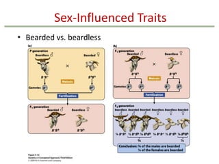 Sex-Influenced Traits
• Bearded vs. beardless

 