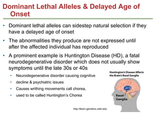Dominant Lethal Alleles & Delayed Age of
Onset
• Dominant lethal alleles can sidestep natural selection if they
have a delayed age of onset

• The abnormalities they produce are not expressed until
after the affected individual has reproduced
• A prominent example is Huntington Disease (HD), a fatal
neurodegenerative disorder which does not usually show
symptoms until the late 30s or 40s
•

Neurodegenerative disorder causing cognitive

•

decline & psychiatric issues

•

Causes writhing movements call chorea,

•

used to be called Huntington’s Chorea

http://learn.genetics.utah.edu

 
