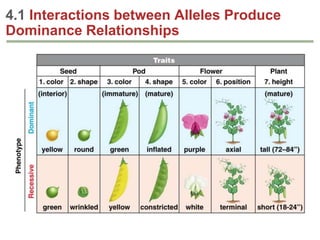 4.1 Interactions between Alleles Produce
Dominance Relationships

 