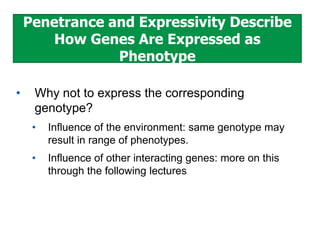 Penetrance and Expressivity Describe
How Genes Are Expressed as
Phenotype
•

Why not to express the corresponding
genotype?
•

Influence of the environment: same genotype may
result in range of phenotypes.

•

Influence of other interacting genes: more on this
through the following lectures

 