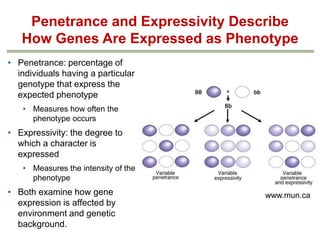 Penetrance and Expressivity Describe
How Genes Are Expressed as Phenotype
• Penetrance: percentage of
individuals having a particular
genotype that express the
expected phenotype
• Measures how often the
phenotype occurs

• Expressivity: the degree to
which a character is
expressed
• Measures the intensity of the
phenotype

• Both examine how gene
expression is affected by
environment and genetic
background.

www.mun.ca

 