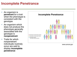 Incomplete Penetrance
• An organism is
penetrant for a trait
when the phenotype is
consistent with the
genotype
• An organism which
does not produce the
phenotype generally
associated with the
genotype is
nonpenetrant
• Traits for which
nonpenetrant
individuals routinely
occur are said to
display incomplete
penetrance

www.cancer.gov

 