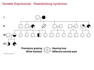Variable Expressivity: Waardenburg syndrome

 
