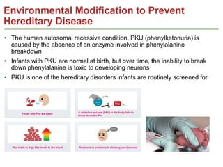 Environmental Modification to Prevent
Hereditary Disease
• The human autosomal recessive condition, PKU (phenylketonuria) is
caused by the absence of an enzyme involved in phenylalanine
breakdown
• Infants with PKU are normal at birth, but over time, the inability to break
down phenylalanine is toxic to developing neurons
• PKU is one of the hereditary disorders infants are routinely screened for

 