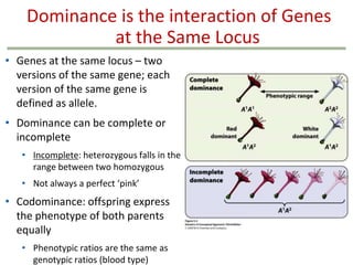 Dominance is the interaction of Genes
at the Same Locus
• Genes at the same locus – two
versions of the same gene; each
version of the same gene is
defined as allele.
• Dominance can be complete or
incomplete
• Incomplete: heterozygous falls in the
range between two homozygous
• Not always a perfect ‘pink’

• Codominance: offspring express
the phenotype of both parents
equally
• Phenotypic ratios are the same as
genotypic ratios (blood type)

 