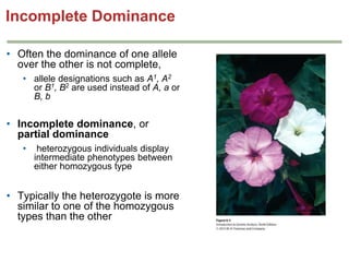 Incomplete Dominance
• Often the dominance of one allele
over the other is not complete,
• allele designations such as A1, A2
or B1, B2 are used instead of A, a or
B, b

• Incomplete dominance, or
partial dominance
•

heterozygous individuals display
intermediate phenotypes between
either homozygous type

• Typically the heterozygote is more
similar to one of the homozygous
types than the other

 