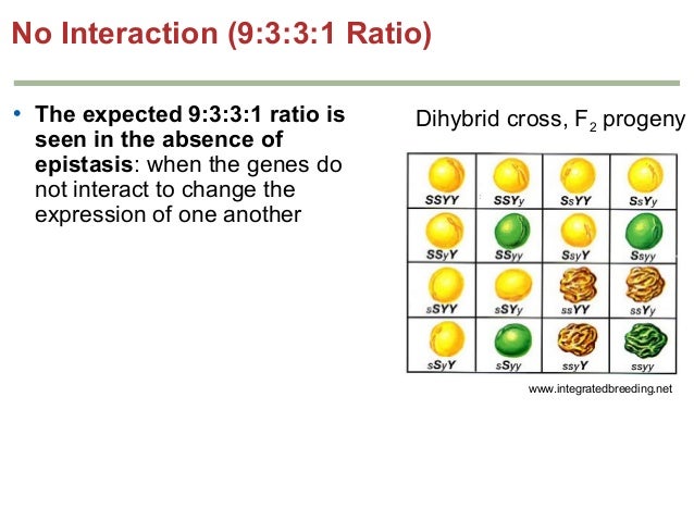 Genetics Chapter 4 Part 21