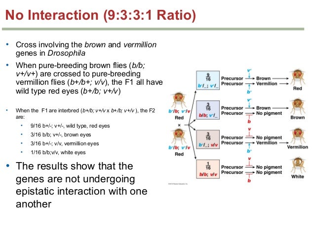 Genetics Chapter 4 Part 21