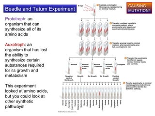 Prototroph Genetics chapter 4 part 2(1) | PPT