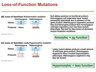 Genetics chapter 4 part 2(1) | PPT