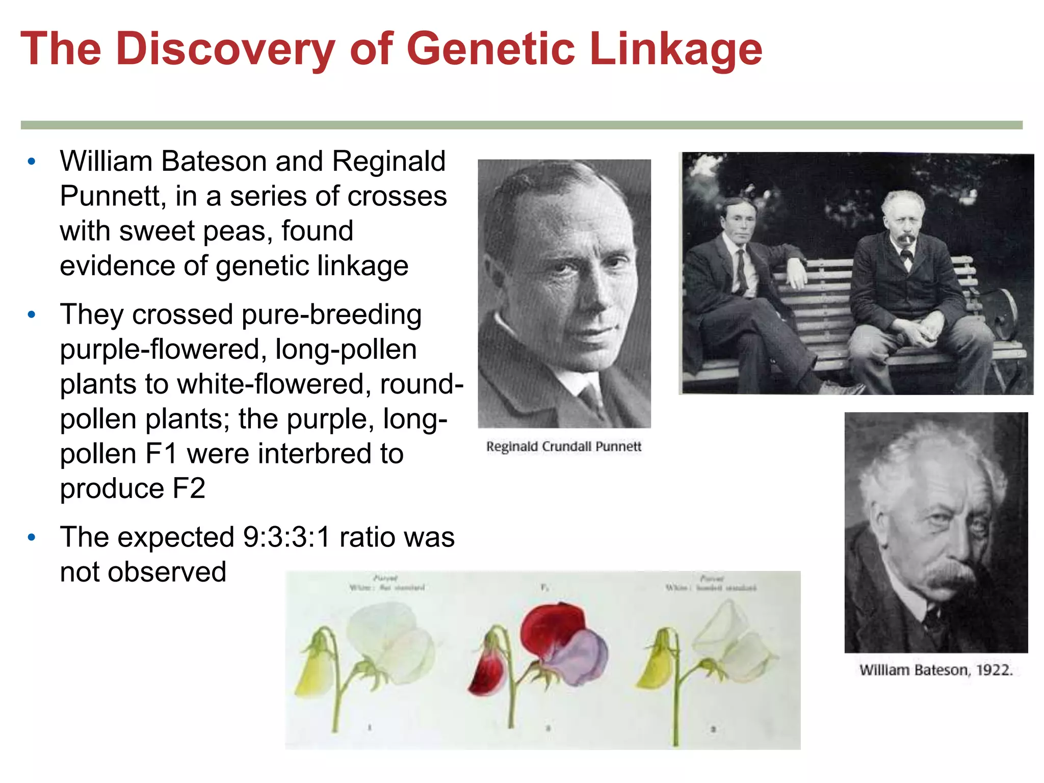 The Discovery of Genetic Linkage
• William Bateson and Reginald
Punnett, in a series of crosses
with sweet peas, found
evidence of genetic linkage
• They crossed pure-breeding
purple-flowered, long-pollen
plants to white-flowered, roundpollen plants; the purple, longpollen F1 were interbred to
produce F2
• The expected 9:3:3:1 ratio was
not observed

 