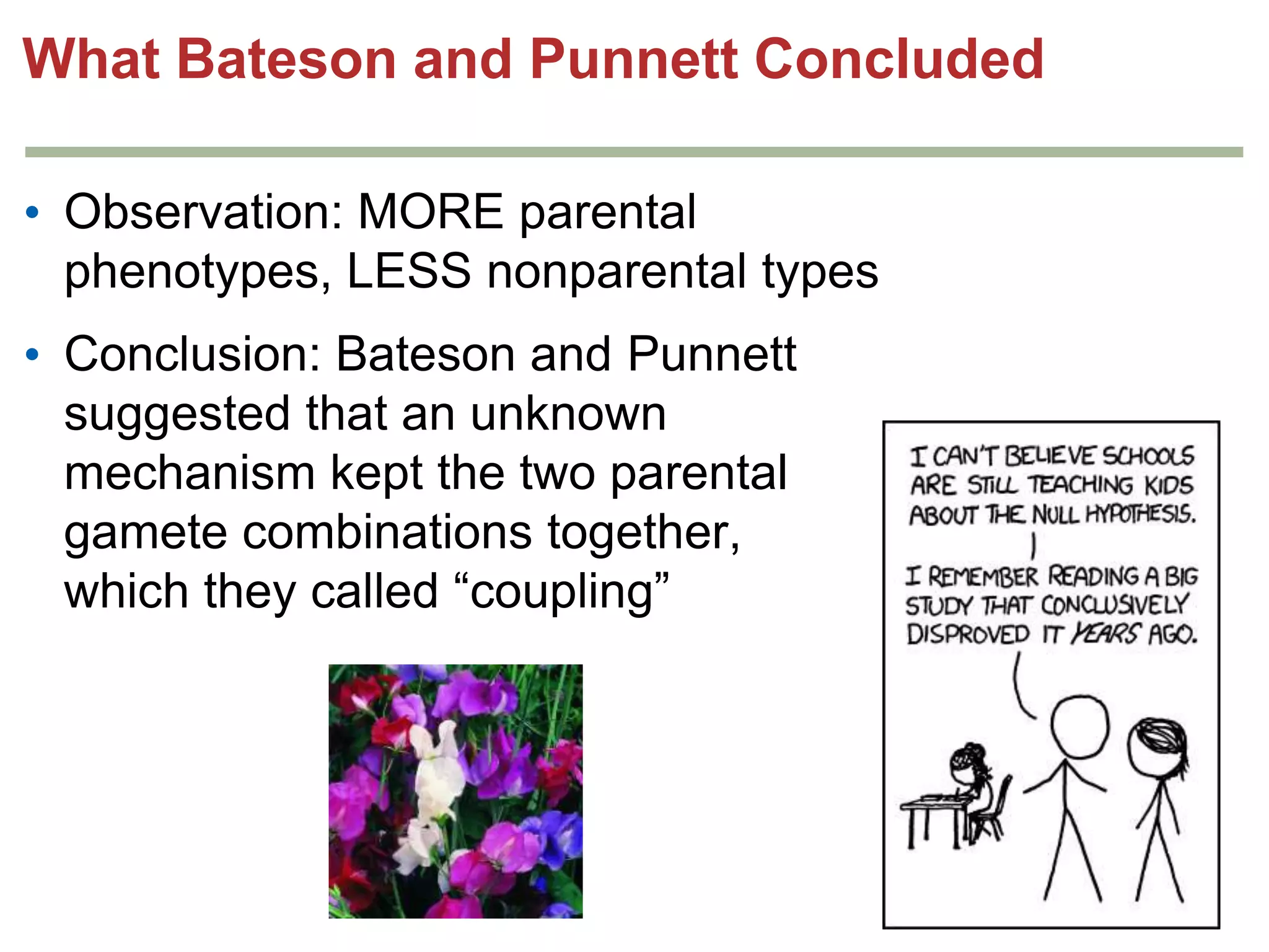 What Bateson and Punnett Concluded
• Observation: MORE parental
phenotypes, LESS nonparental types
• Conclusion: Bateson and Punnett
suggested that an unknown
mechanism kept the two parental
gamete combinations together,
which they called “coupling”

 