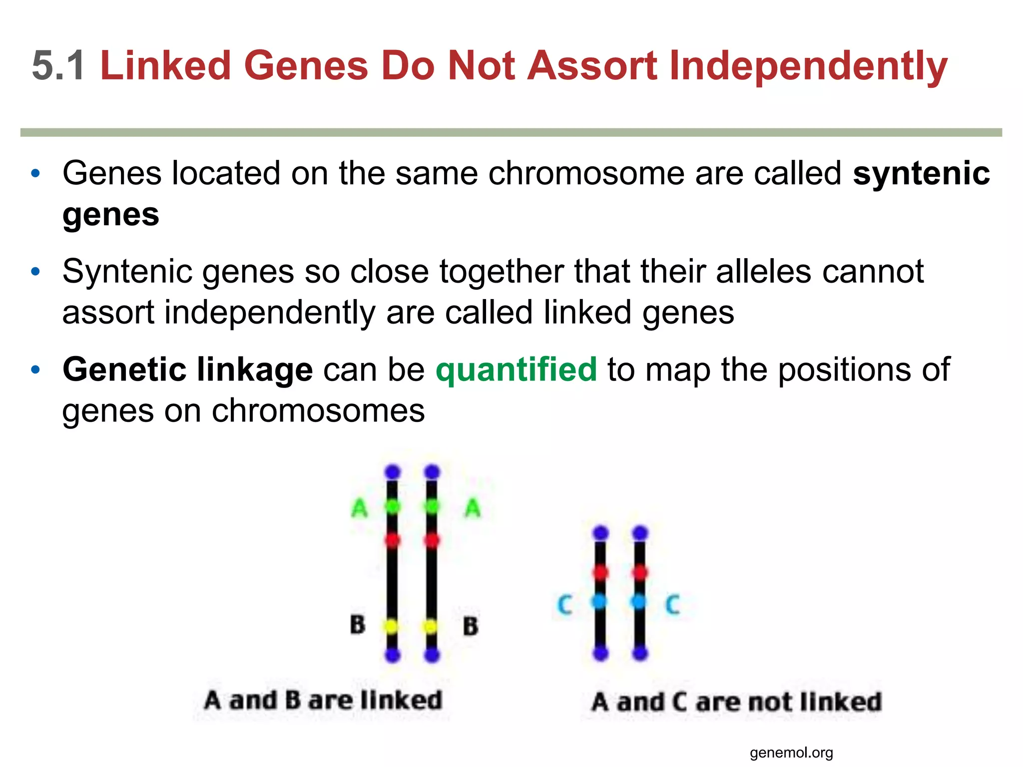 5.1 Linked Genes Do Not Assort Independently
• Genes located on the same chromosome are called syntenic
genes
• Syntenic genes so close together that their alleles cannot
assort independently are called linked genes
• Genetic linkage can be quantified to map the positions of
genes on chromosomes

genemol.org

 