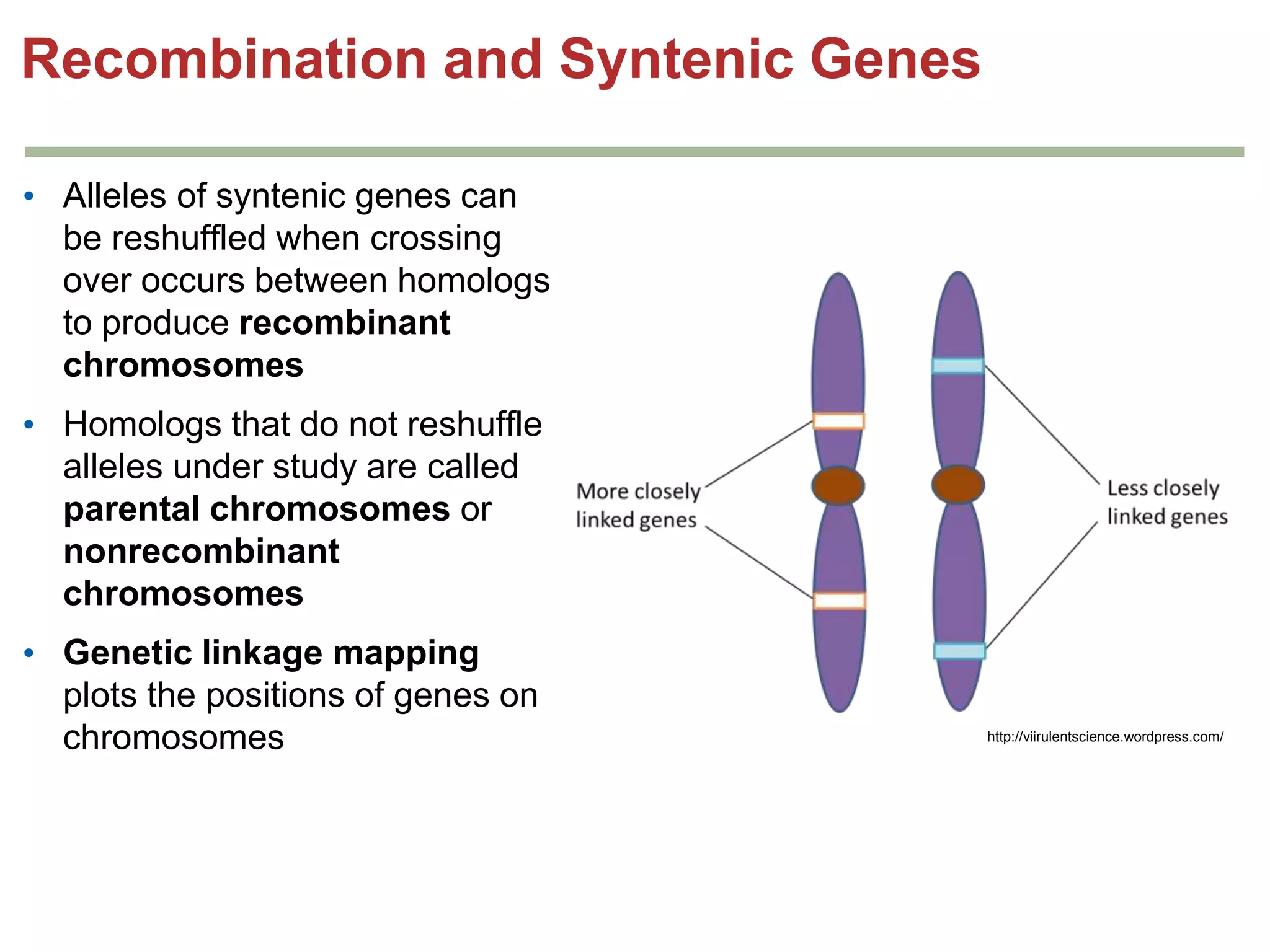 Recombination and Syntenic Genes
• Alleles of syntenic genes can
be reshuffled when crossing
over occurs between homologs
to produce recombinant
chromosomes
• Homologs that do not reshuffle
alleles under study are called
parental chromosomes or
nonrecombinant
chromosomes
• Genetic linkage mapping
plots the positions of genes on
chromosomes

http://viirulentscience.wordpress.com/

 