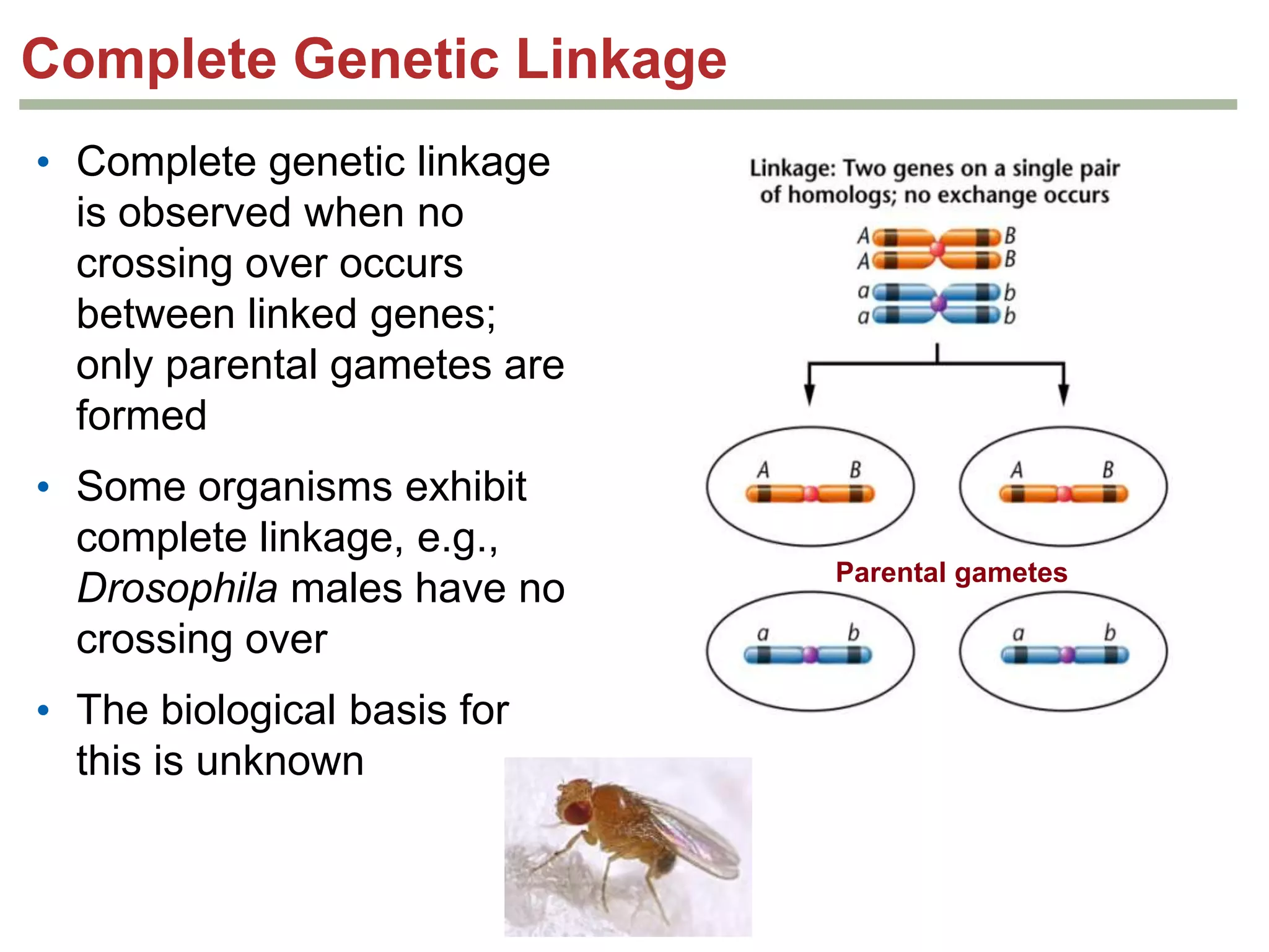 Complete Genetic Linkage
• Complete genetic linkage
is observed when no
crossing over occurs
between linked genes;
only parental gametes are
formed
• Some organisms exhibit
complete linkage, e.g.,
Drosophila males have no
crossing over
• The biological basis for
this is unknown

Parental gametes

 