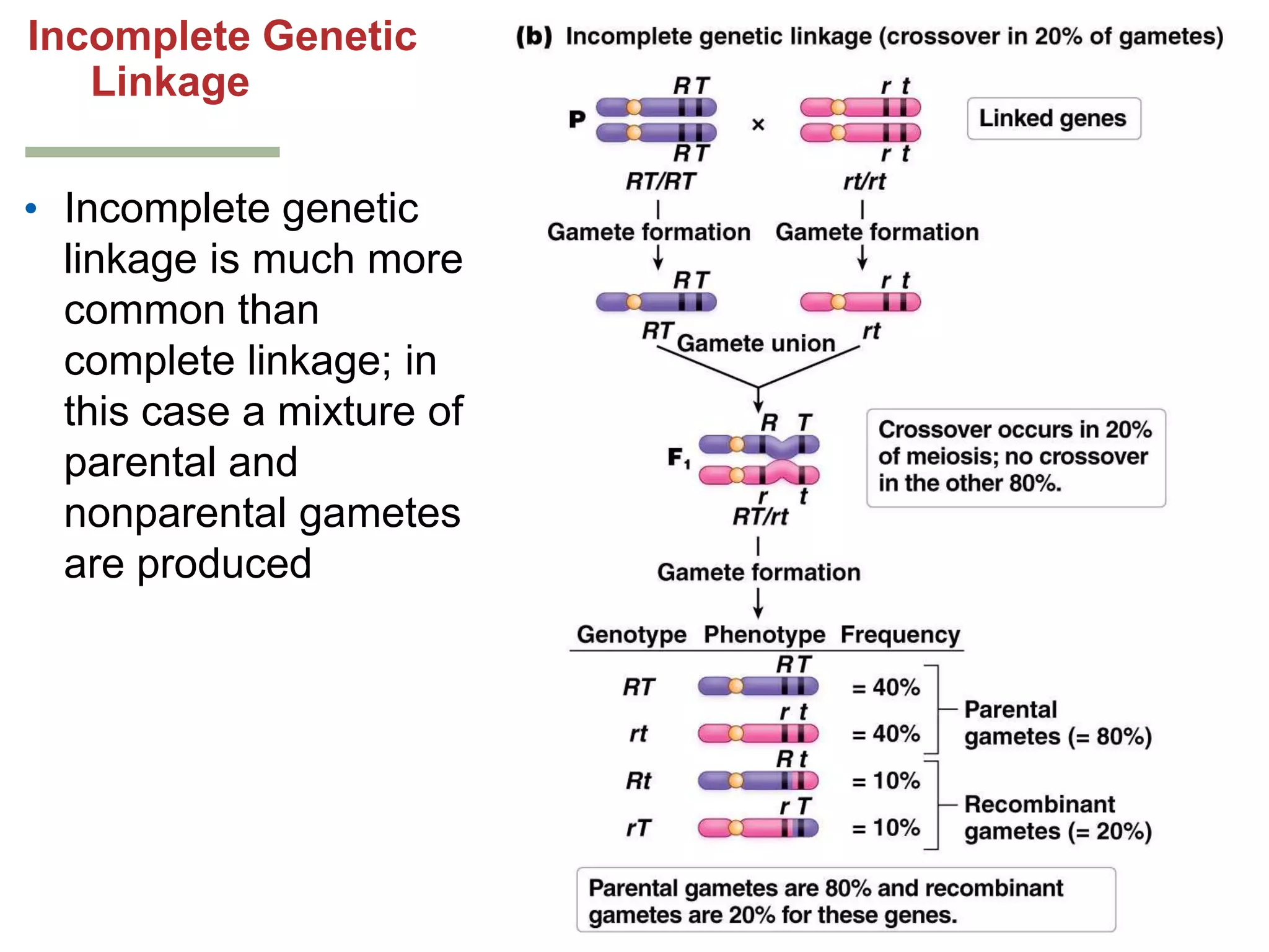Incomplete Genetic
Linkage
• Incomplete genetic
linkage is much more
common than
complete linkage; in
this case a mixture of
parental and
nonparental gametes
are produced

 