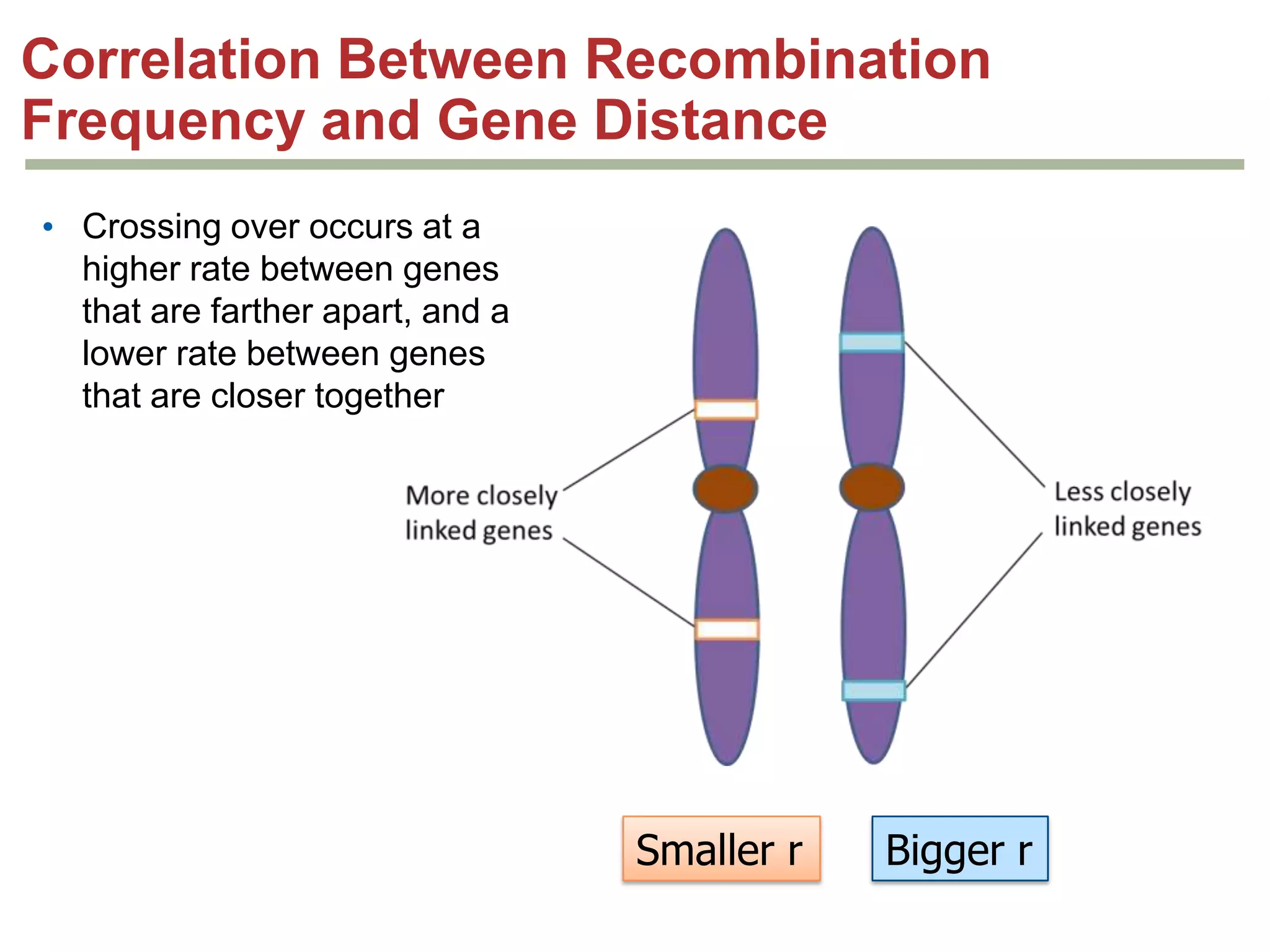 Correlation Between Recombination
Frequency and Gene Distance
• Crossing over occurs at a
higher rate between genes
that are farther apart, and a
lower rate between genes
that are closer together

Smaller r

Bigger r

 