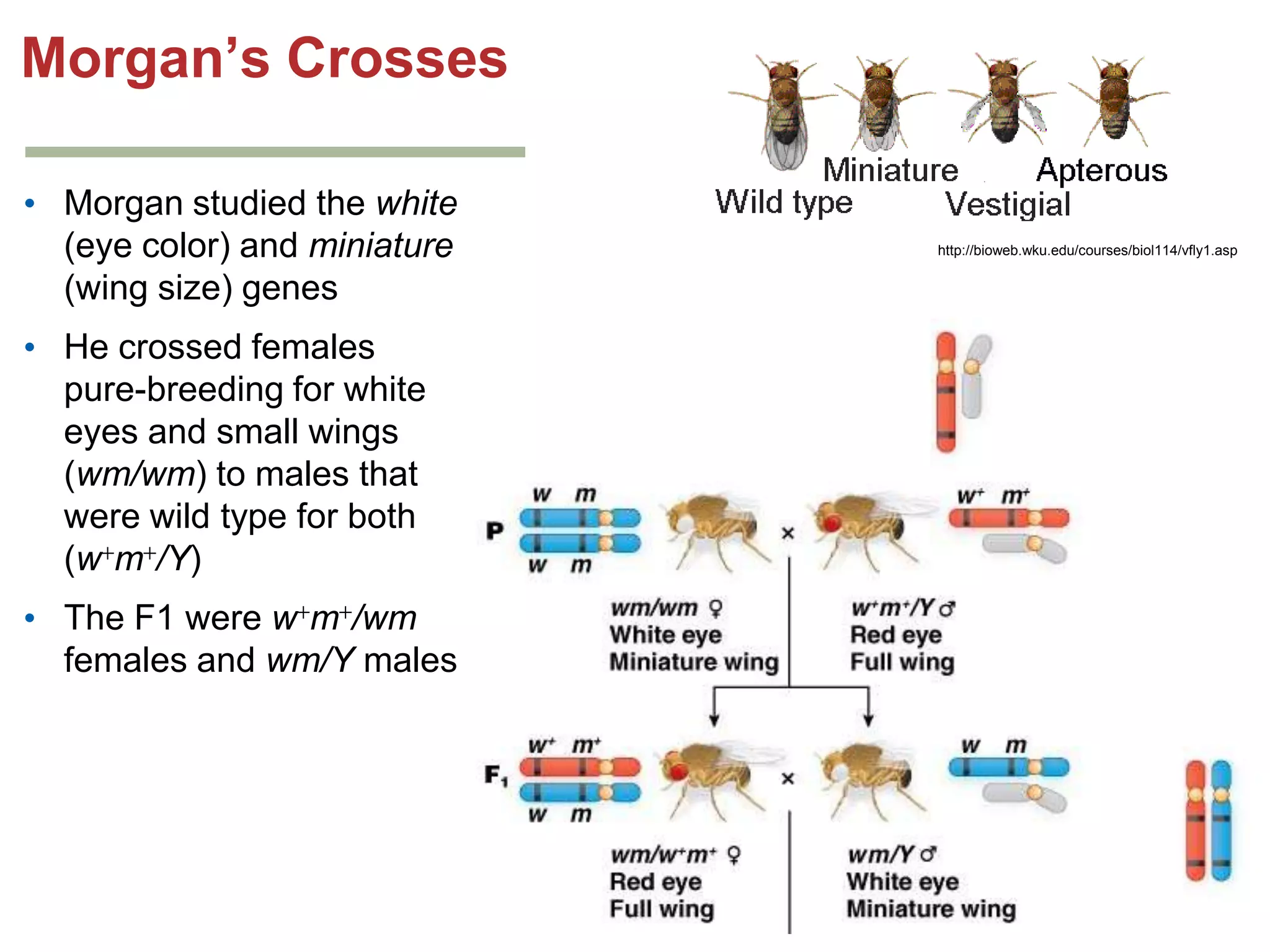 Morgan’s Crosses
• Morgan studied the white
(eye color) and miniature
(wing size) genes
• He crossed females
pure-breeding for white
eyes and small wings
(wm/wm) to males that
were wild type for both
(w m /Y)
• The F1 were w m /wm
females and wm/Y males

http://bioweb.wku.edu/courses/biol114/vfly1.asp

 