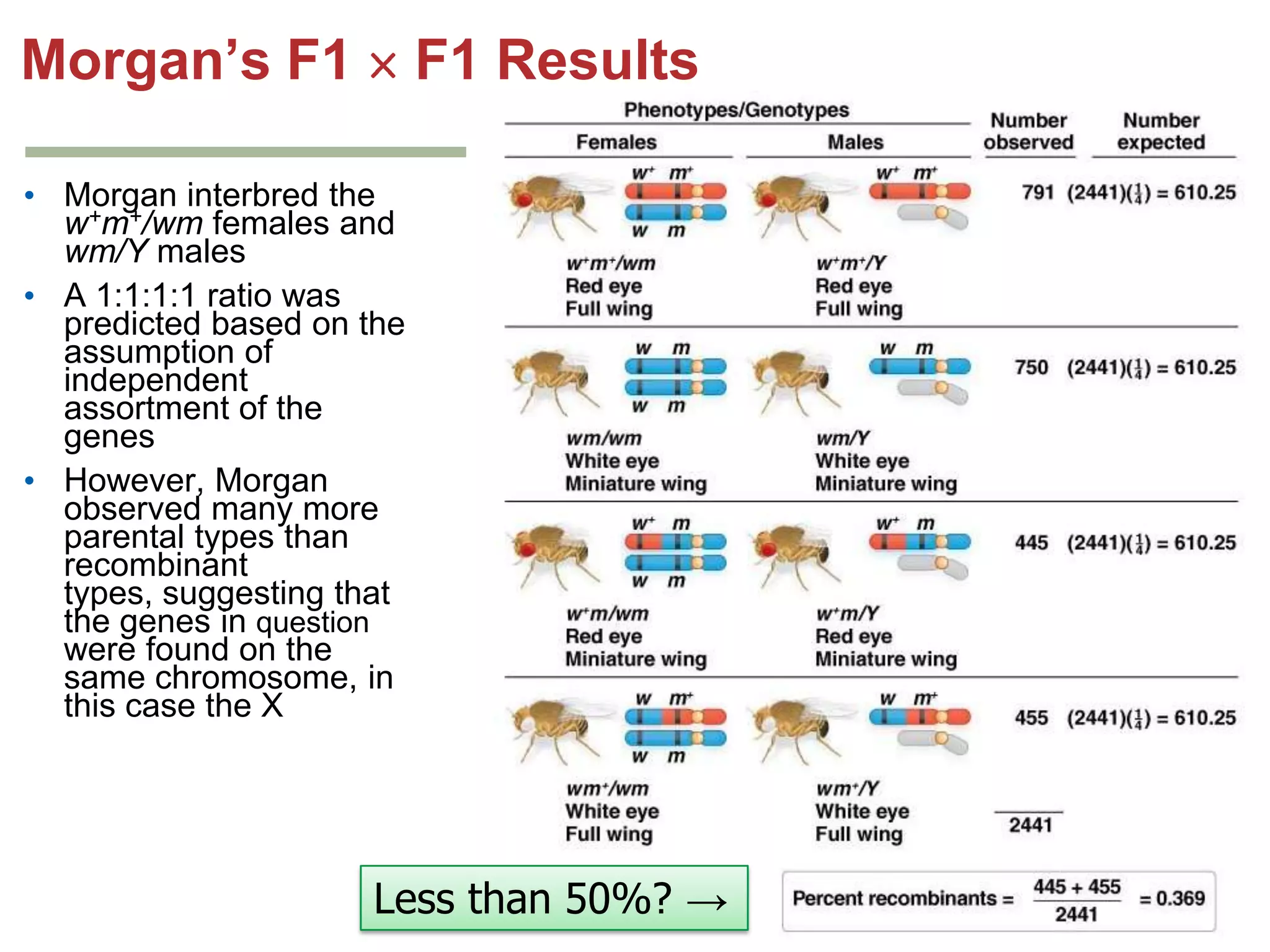 Morgan’s F1

F1 Results

• Morgan interbred the
w+m+/wm females and
wm/Y males
• A 1:1:1:1 ratio was
predicted based on the
assumption of
independent
assortment of the
genes
• However, Morgan
observed many more
parental types than
recombinant
types, suggesting that
the genes in question
were found on the
same chromosome, in
this case the X

Less than 50%? →

 