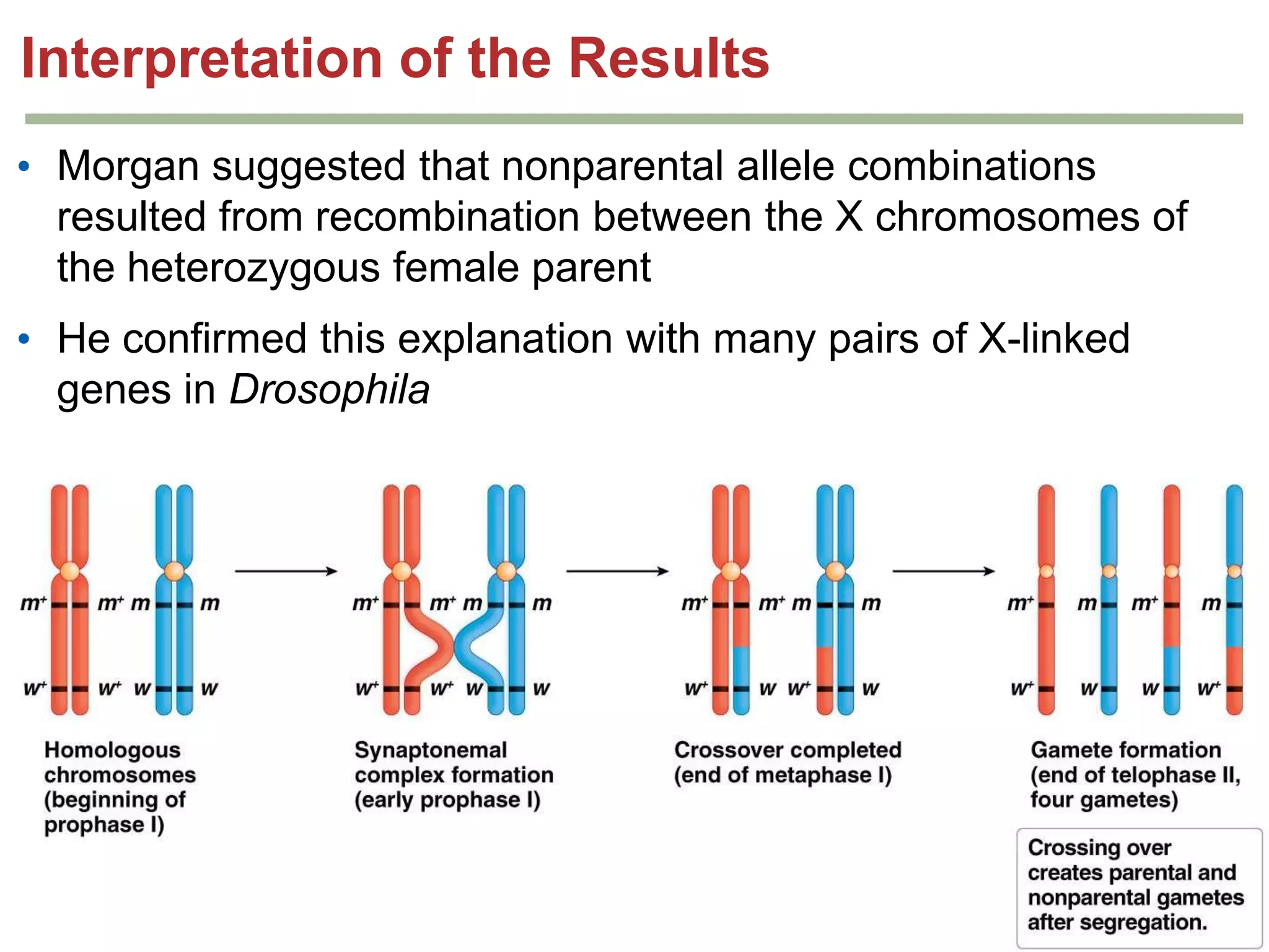 Interpretation of the Results
• Morgan suggested that nonparental allele combinations
resulted from recombination between the X chromosomes of
the heterozygous female parent

• He confirmed this explanation with many pairs of X-linked
genes in Drosophila

Genetics Analysis: An Integrated Approach

Copyright © 2012 Pearson Education Inc.

 